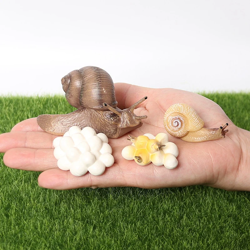 

FBIL-Realistic Snail Growth Cycle Figure Animal Model Life Cycle of Snail Figures Garden Decor Collector Educational Toys