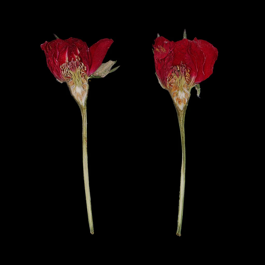 

10x Pressed Real Dried Flower Rose For DIY Resin Casting Candle Making Decor