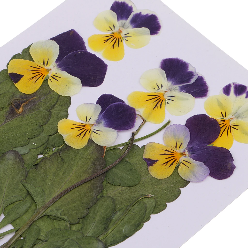 

12x Pressed Dried Flowers Pansy Leaf For Resin Jewelry Craft Photo Frame DIY