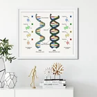 Рисунок на холсте с изображением ДНК человека и РНК, плакат на научную тематику, биология, настенное искусство, картина с генным кодом, химия, подарки для учителей декор для общежития