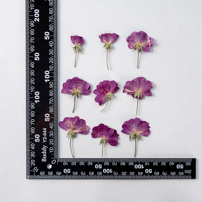 

120pcs Pressed Dried Flower Purple Rose Herbarium For Face Make UP Nail Art Jewelry Bookmark Phone Case Card DIY