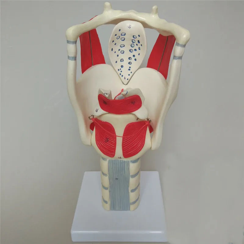 Горячая структура и функция модели гортани анатомическая модель человека |