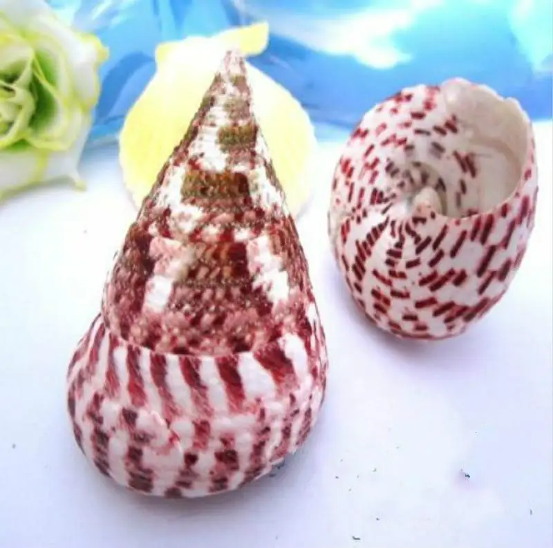 

Shell 5-8 cm wholesale sea ornament wedding decoration beach shell big seashells shell decoration nautical decoration marine