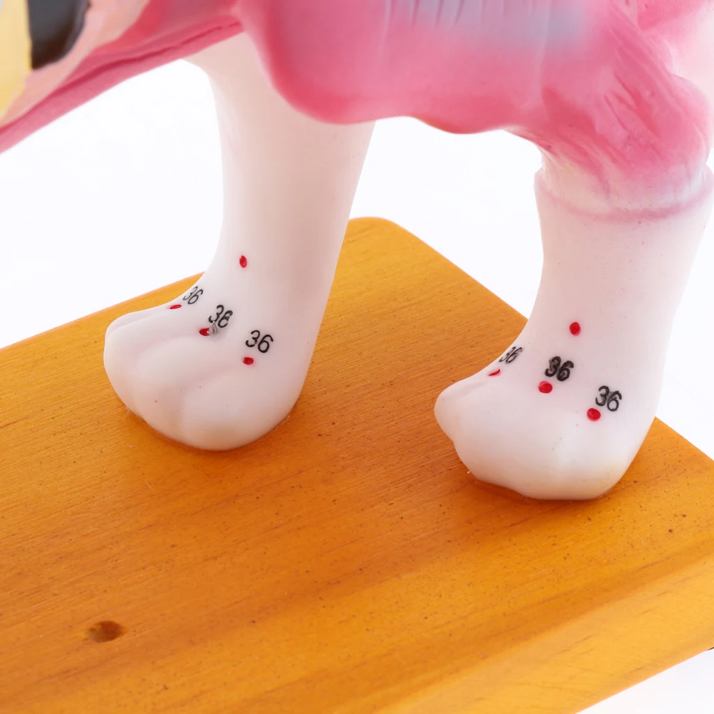 

Модель для акупунктуры Cat W/ 36 акупунктурных точек, модель для анатомии