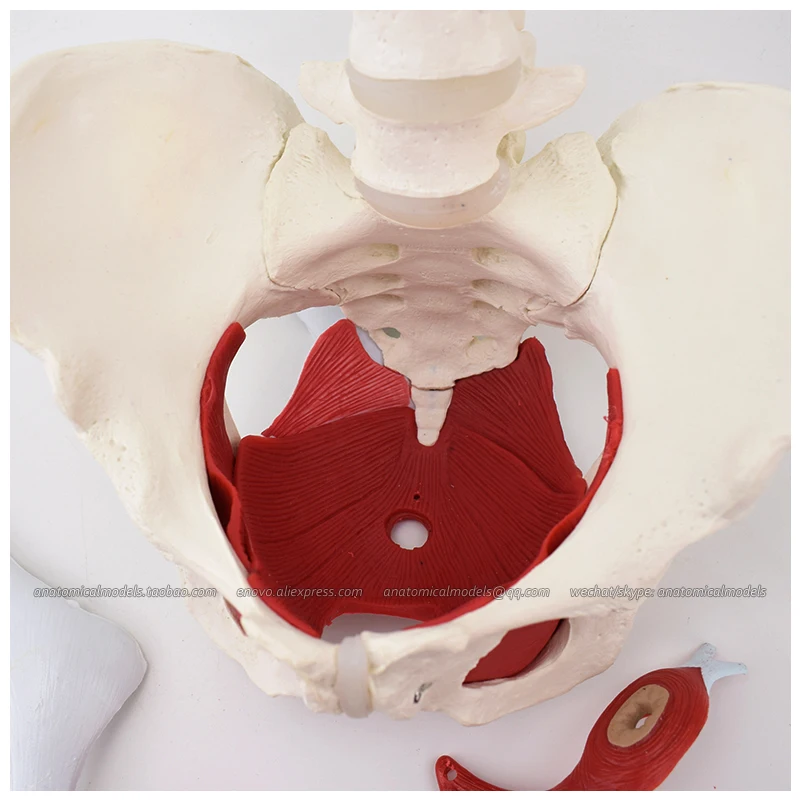 Модель анатомии таза для женщин модель обучения в медицине 12344|uterus model|female pelvis