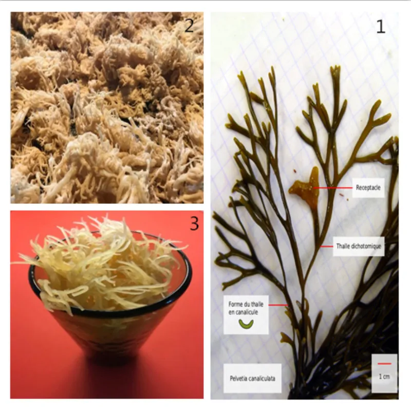 

100% irish moss natural sea moss raw wild crafted 450g
