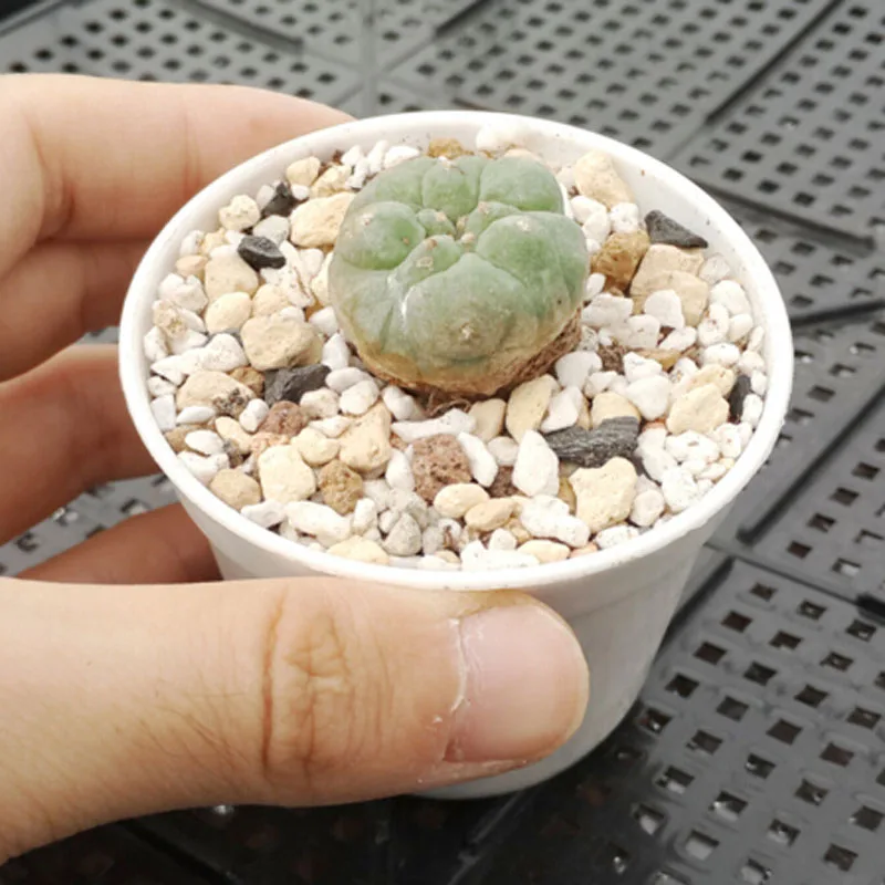 Горшок пластиковый для садовых растений 6 5 Х5 см 80 шт.|pot garden|garden flowerpotplant flowerpots |