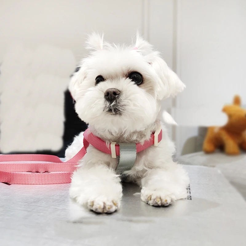 

Ins Colorful Dog Harness Leashes Rope Set Dogs Chest Strap Outdoor Walking Traction Belt For Small Dog Chihuahua Yorkshire Teddy