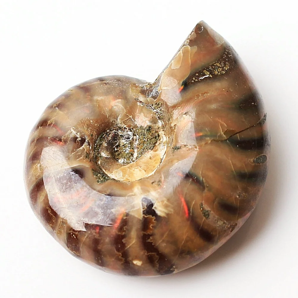1PC Immemorial Spiral Natural Ammonite Fossil Pure Conch Rough Stone Handicraft Played on Palms Healing | Дом и сад