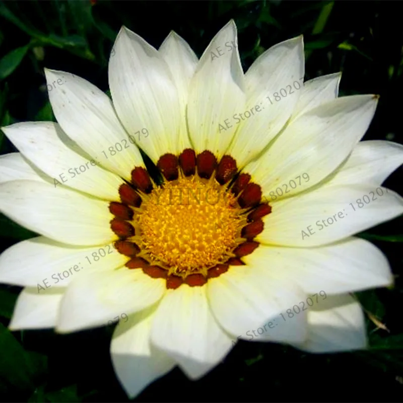7 100 шт./пакет разноцветные Gazania rigens flores, цветок растения для дома и сада, бонсай для внутреннего и наружного спорта посадки - Цвет: 7