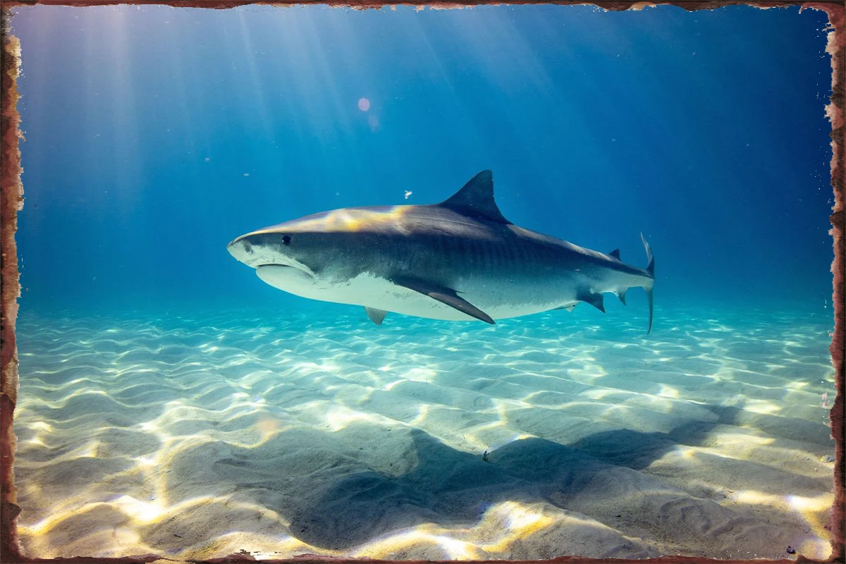 

Подводный Настенный декор «Акула Рыба», украшение для комнаты, Ретро винтажный металлический знак, жестяные таблички для клуба, мужской пещ...