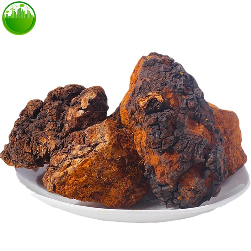 

Wild Chaga Mushroom Fresh Harvest Inonotus Obliquus Chunks Tree Fungus Chaga Powder