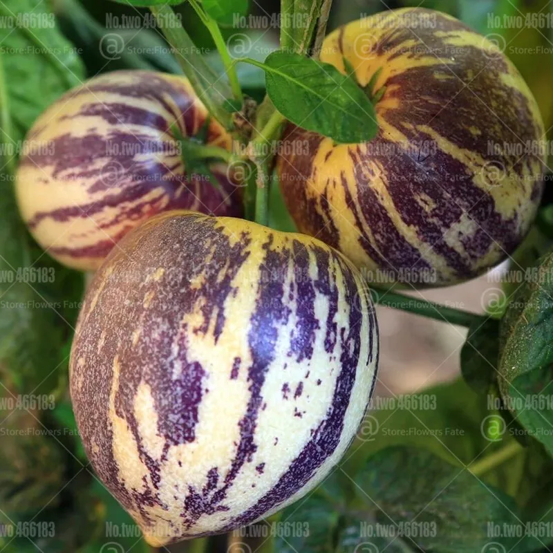 100 шт Редкие Пепино Дыня бонсай Solanum muricatum Aiton вкусные органические фрукты и горшок для овощей растения для домашнего сада