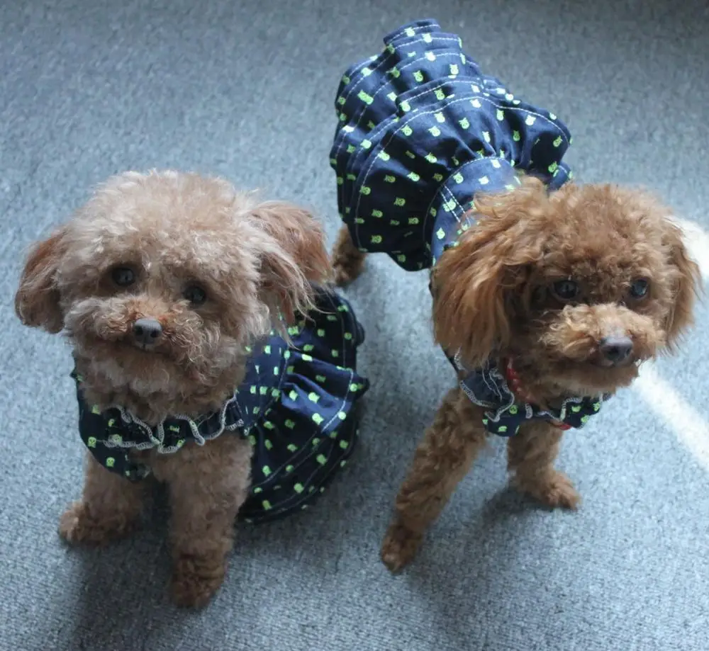 TOMEPETS Dog Dresses Doggy Princess Cute Skirt Skeleton Prints Cowboy Pet for Small Doggies Two Colors Available in 4 Sizes | Дом и сад