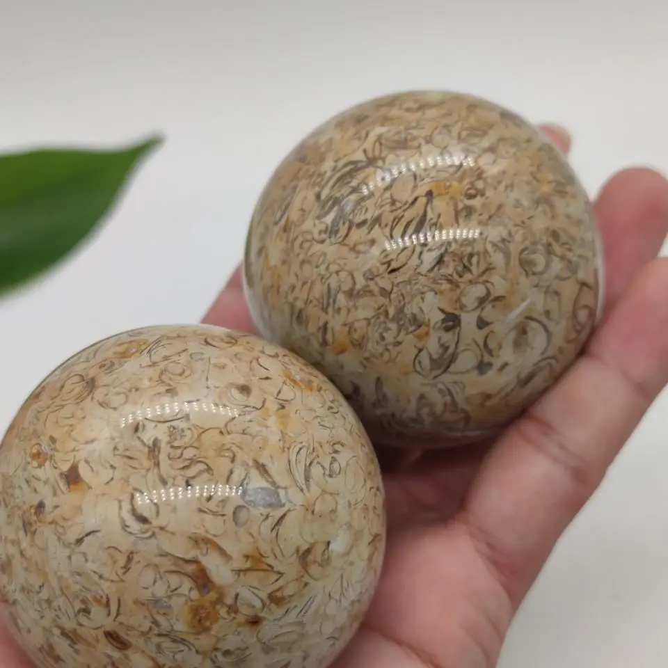 Динозавр костяная Сфера динозавр натуральный ископаемый Агат декоративный