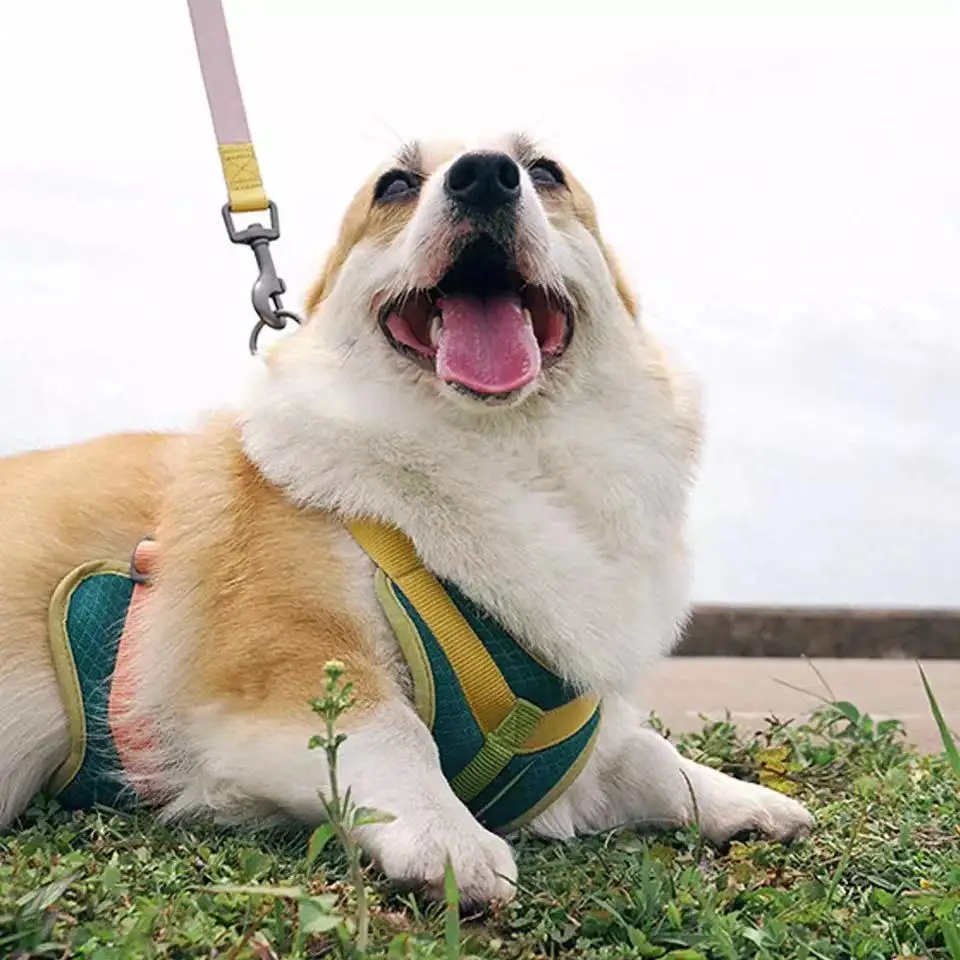 

Dog Cat Harness Breathable Dog Chest Vest Leash Adjustable Leash Set For Cat Vest Harness Kitten Puppy Safety Walking