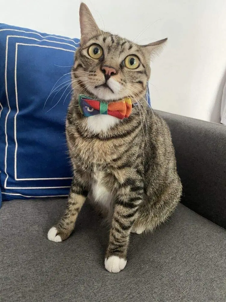 

Cat Collar Breakaway with Bowtie Bell Fashion Kitten Collar Cat Bowtie Removable for Kitty, Puppy (7.4-10.8 inch)