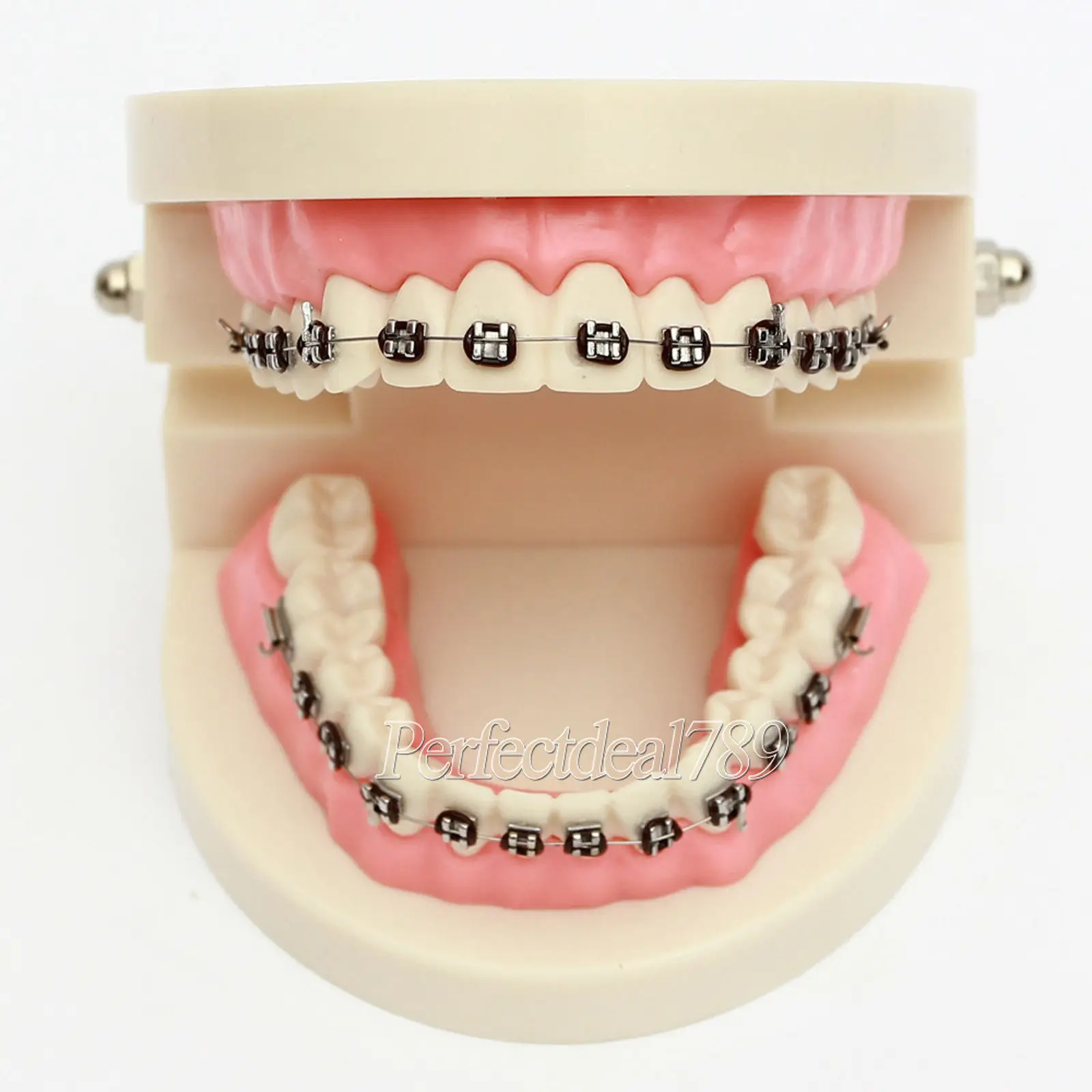 Стандарт обучения стоматологии демонстрационная модель зубов с кронштейном 1