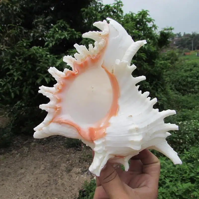 

1 Sea conch Furnishing Marine Decoration 18-22cm Big Conch Natural Ornaments Shell Wedding/Festival/Party Decoration Great Gift