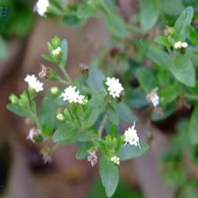 100 1000 г натуральная Стевия порошок экстракта стевиозида стевия ребаудиана лист