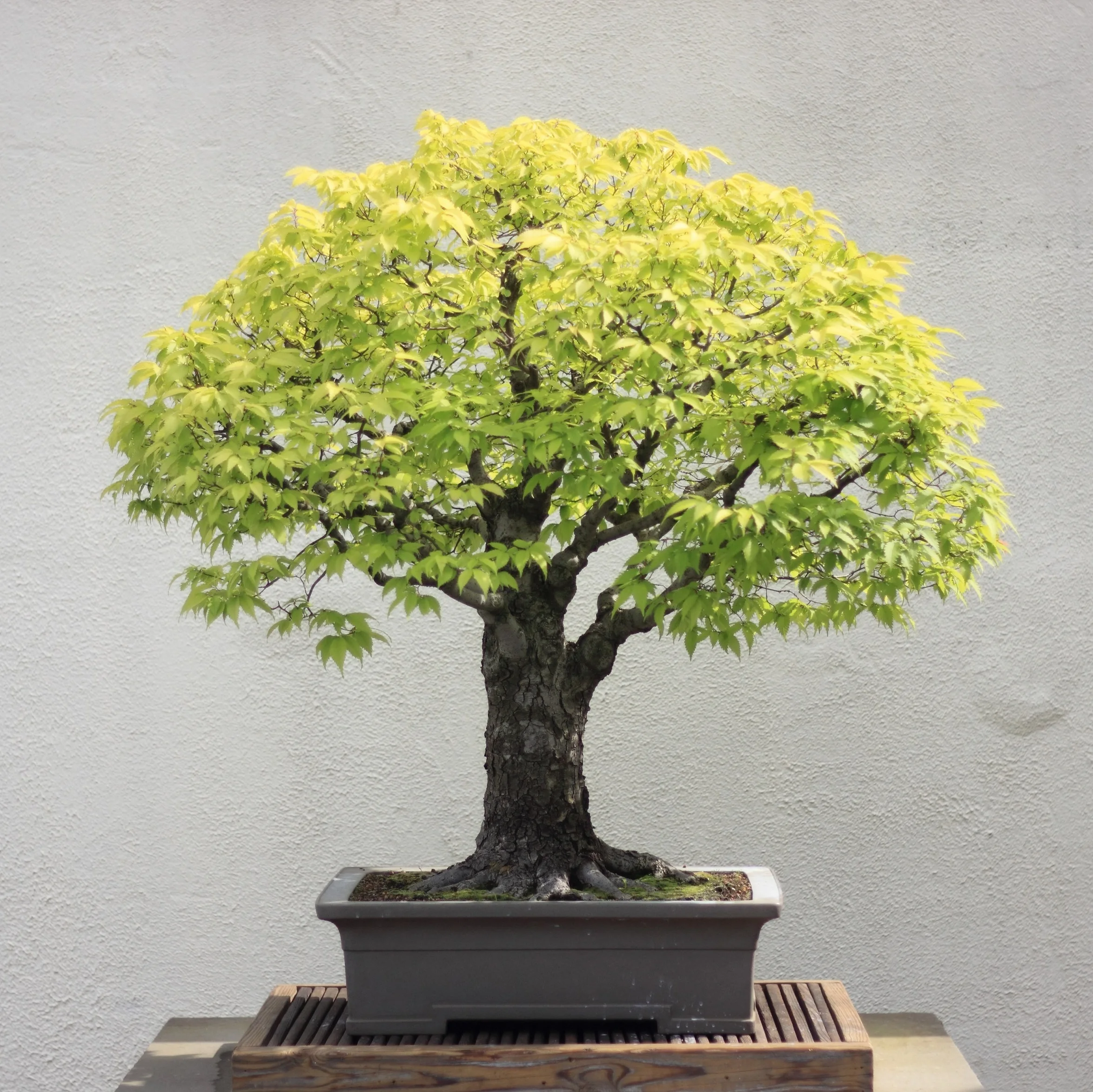 

Japanese Zelkova Serrata, Japanese Elm Tree 50pc New Season Fresh (s e e d ) TRACKING NUMBER