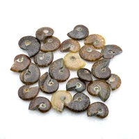 iridescent natural ammonite ammolite facet fossil specimen madagascar significant collectible gem stone 1pc