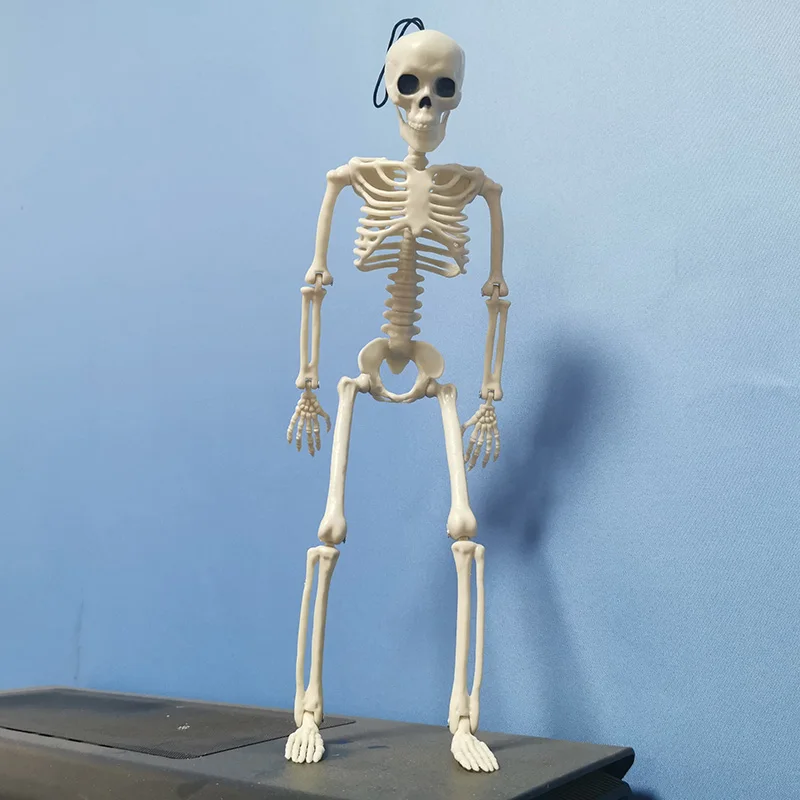 

People Active Model skeleto Anatomy Skeleton Skeleton Model Medical Learning Halloween Party Decoration Skeleton Art Sketch