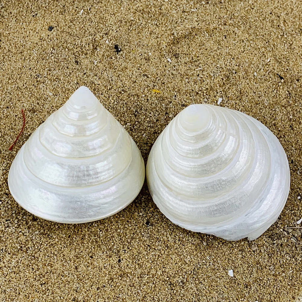 

4-6cm 1PC White Tower Conch Shell Natural Snail Seashell Wedding Nautical Home Decor Craft Specimen Aquarium Landscape Accessory