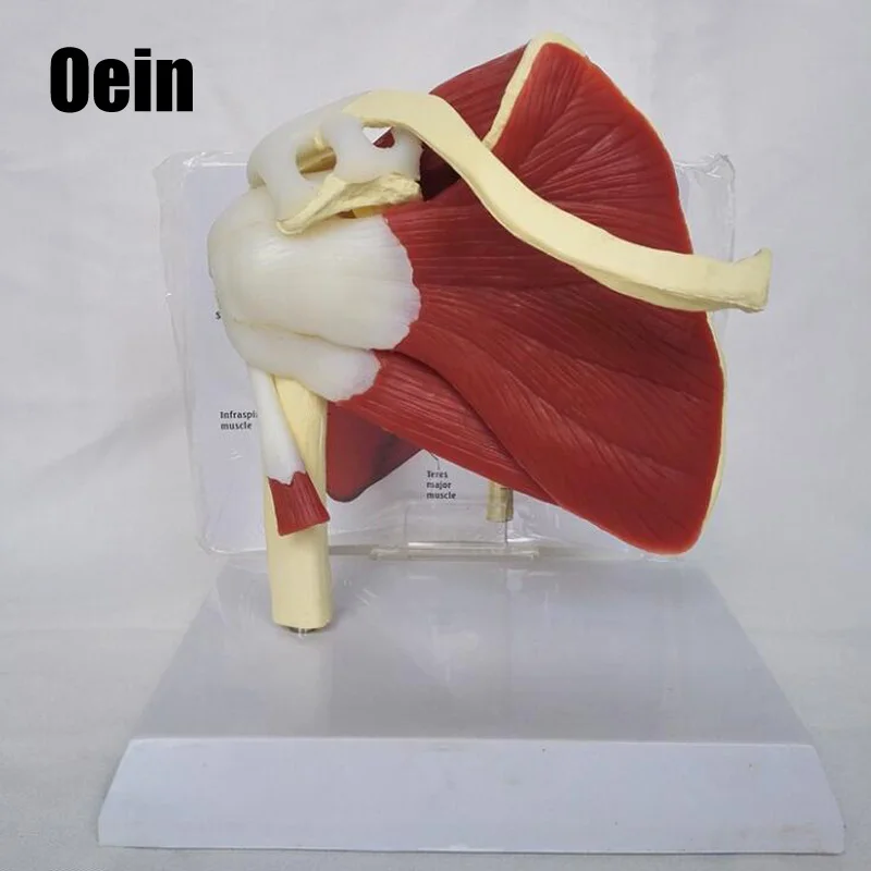 Модель человеческого скелета плечевого отверстия на ключицах модель мышц