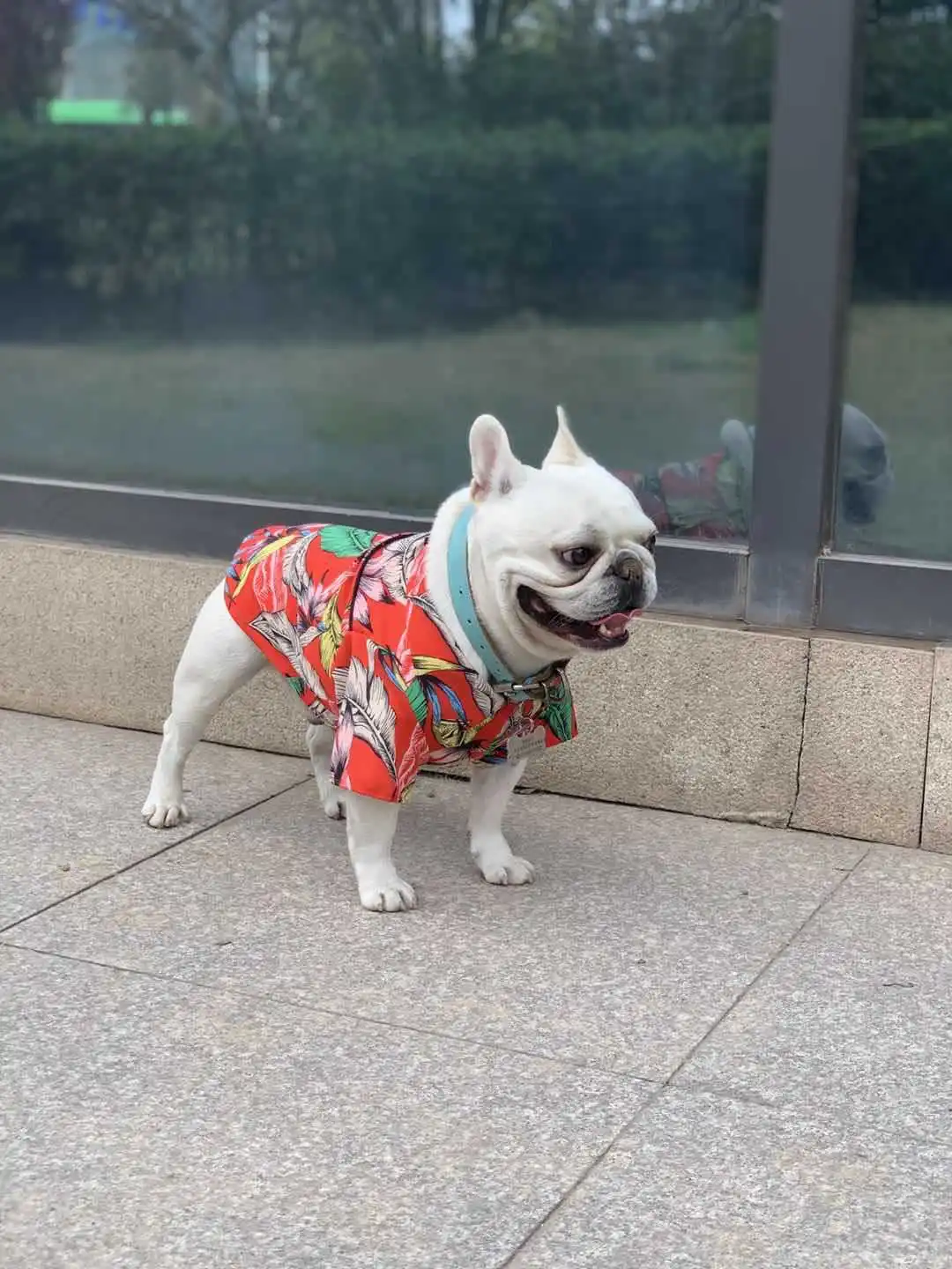 

Пляжная рубашка Pitbull с изображением пуделя, Бишон, фризе, бульдога, товары для домашних животных, собачья Гавайская собачка для отдыха на лет...