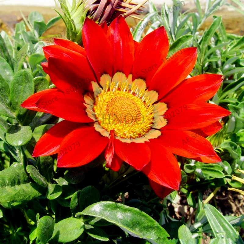 100 шт./пакет разноцветные Gazania rigens flores, цветок растения для дома и сада, бонсай для внутреннего и наружного спорта посадки