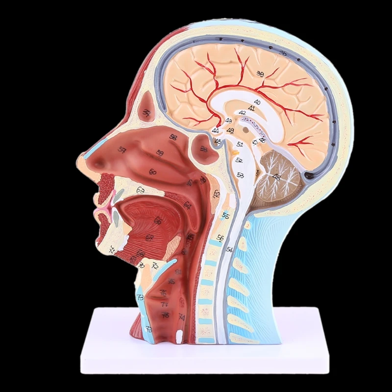 

Human Anatomical Half Head Face Anatomy Brain Neck Median Section Study Model Nerve Blood Vessel For Teaching