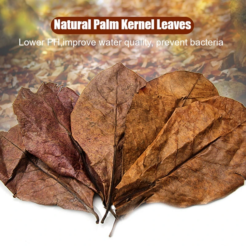 Hojas de Terminalia Catappa Natural para decoraci&oacute;n de Acuario, herramientas de limpieza de pecera, tratamiento de agua, hoja de almendra, 500 Uds.-1