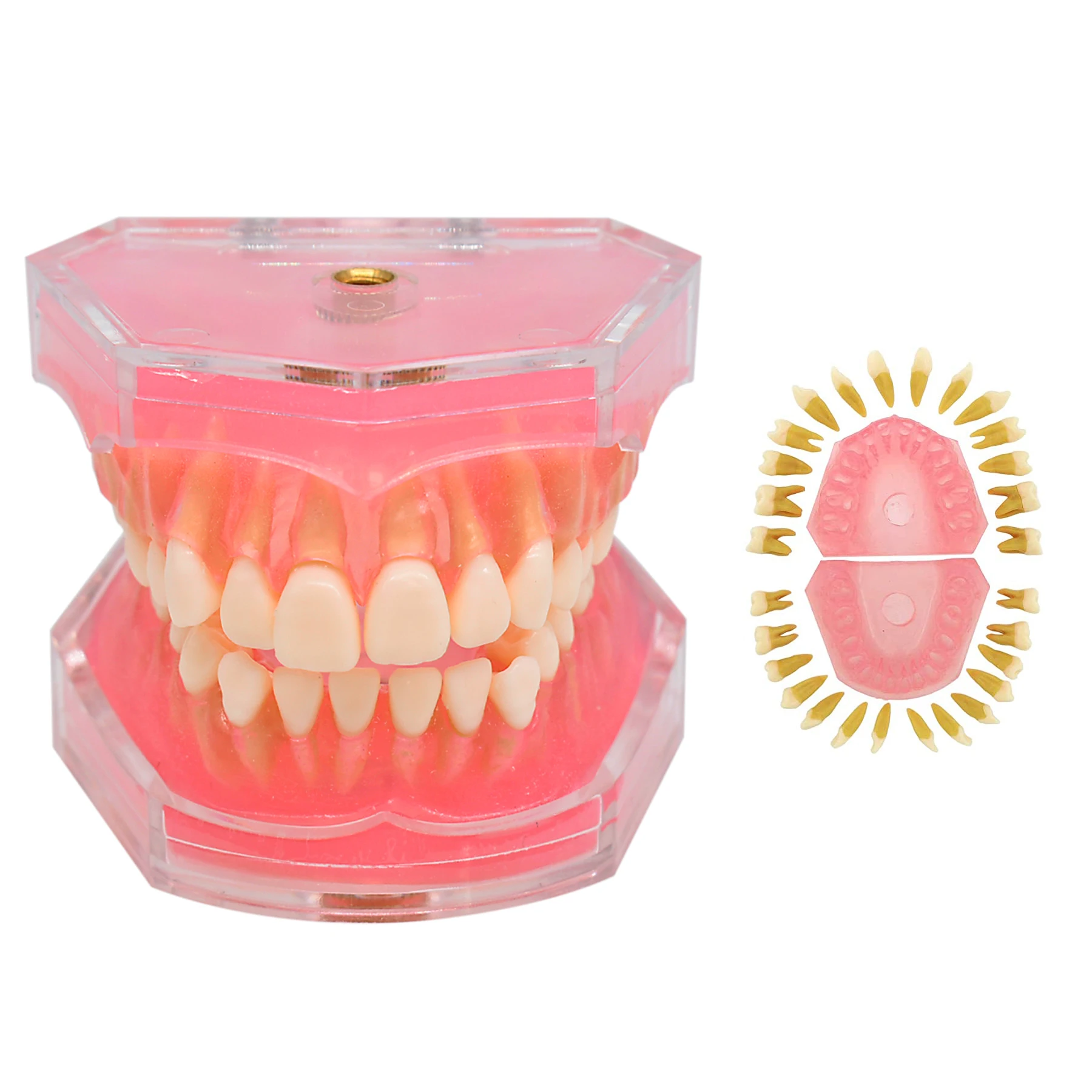 Dental Standard Model Removable Teeth With Soft Gums for Study Teaching