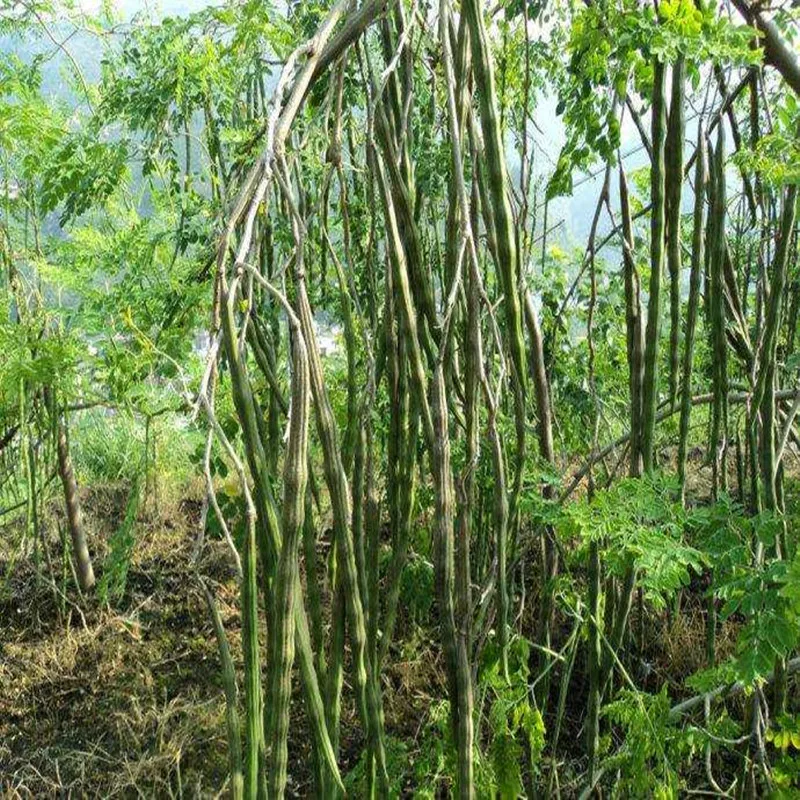 50pcs-1000pcs 99% High Germination Rate Moringa Oleifera It Can Be Planted and Eaten Free Shipping | Красота и здоровье