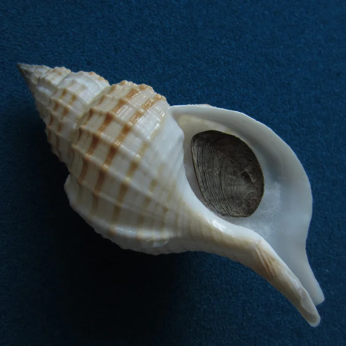 

10.3 cm Conch Conch Rare Conch Collection Home Decoration