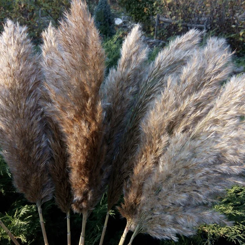 Пампасы белые для свадебного использования декоративные пампасы цветы букеты