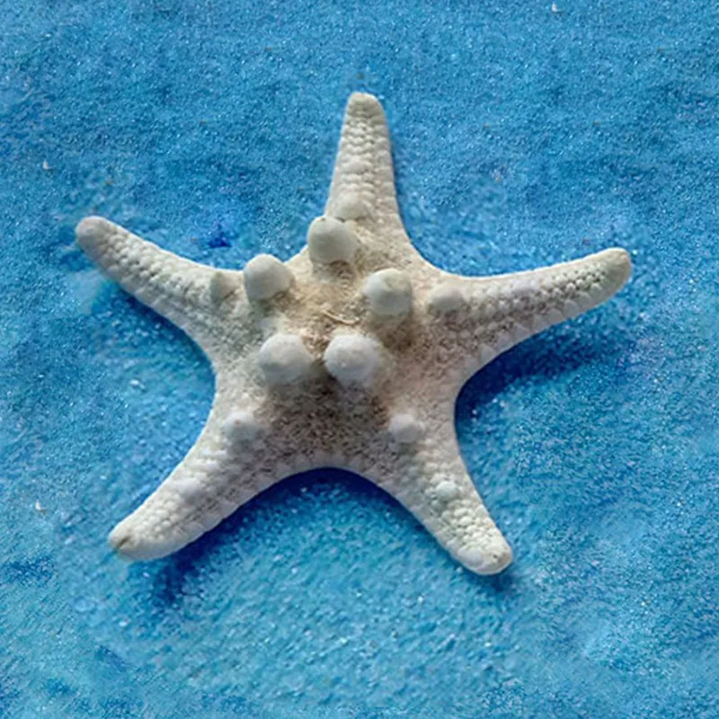 2pcs Natural Starfish Sea Star shell Making DIY Craft Decor | Дом и сад