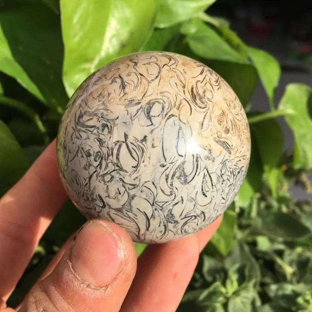Динозавр кости окаменелости мяч натуральный окаменелый Камень Сфера гладкая