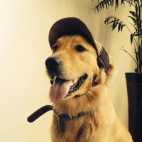 pet baseball cap for large medium dog summer sunhat adjustable with eras holes windproof sport dog hats pet supplies