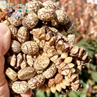 Натуральный камень, нестандартные деревянные чипы Бодхи, продолговатые разделители, Свободные Круглые бусины, аксессуары, оптовая продажа, 15 дюймов