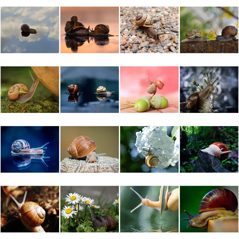 Набор для алмазной живописи Pastroal Snails 5D набор сделай сам с рисунком животных