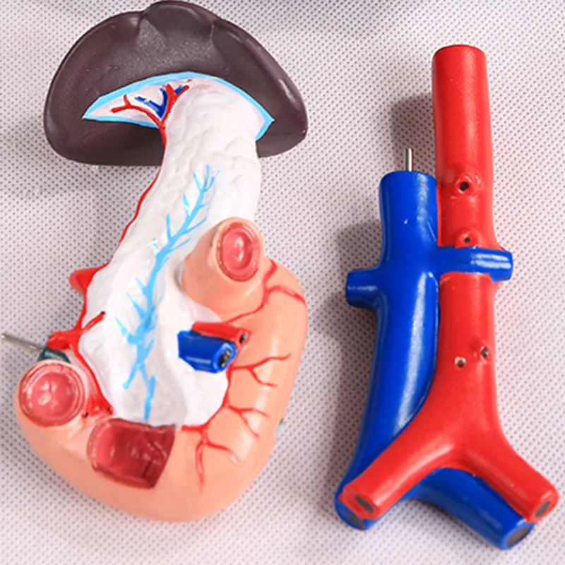 Печени поджелудочной железы модель двенадцатиперстной кишки для медицинской