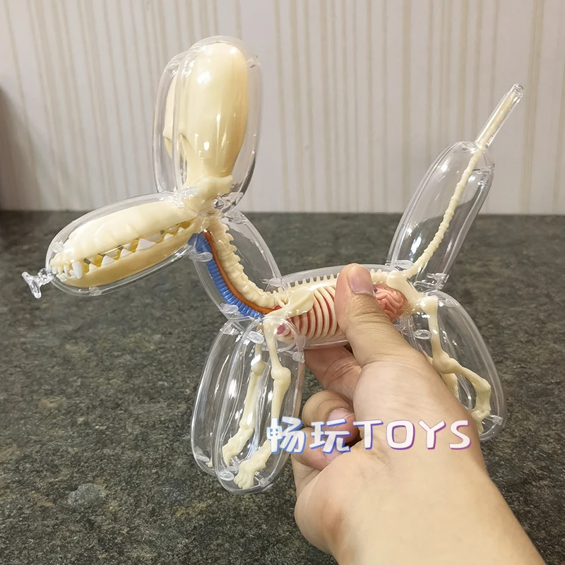 4D MASTER  Balloon Dog Model Detachable DIY Educational Equipment Anatomy Tool Transparent Animal 27810 Canine Skeleton