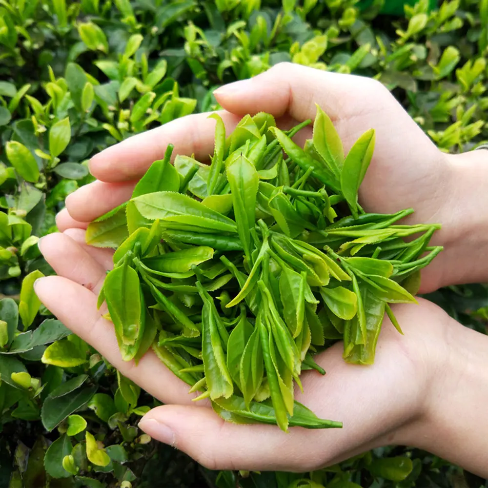 Green Tea New Enshi Selenium Enriched Bulk Bagged Alpine 250g | Дом и сад