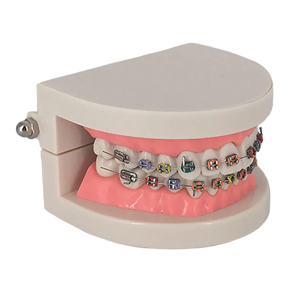 

Teaching Model Tooth Care Teaching Education Supplies