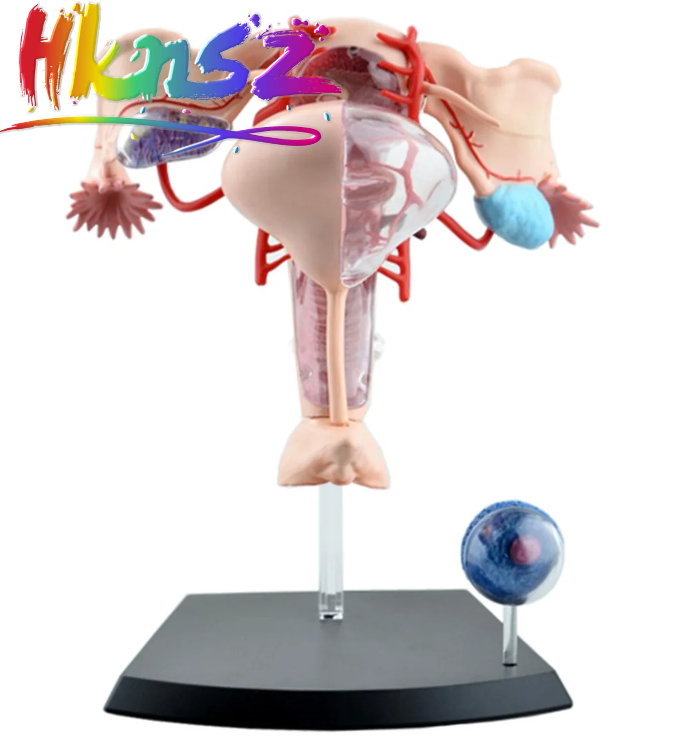 

Female reproductive system 4d human body organ anatomical model female uterus medical teaching model