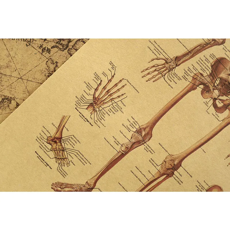 Human bones detail cross-section diagram illustration diagram kraft paper retro poster classroom museum decoration wall stickers