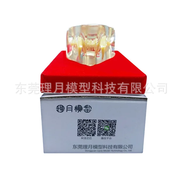 Прозрачная модель зуба кошки прозрачный зуб собаки животного фелидэ высокого