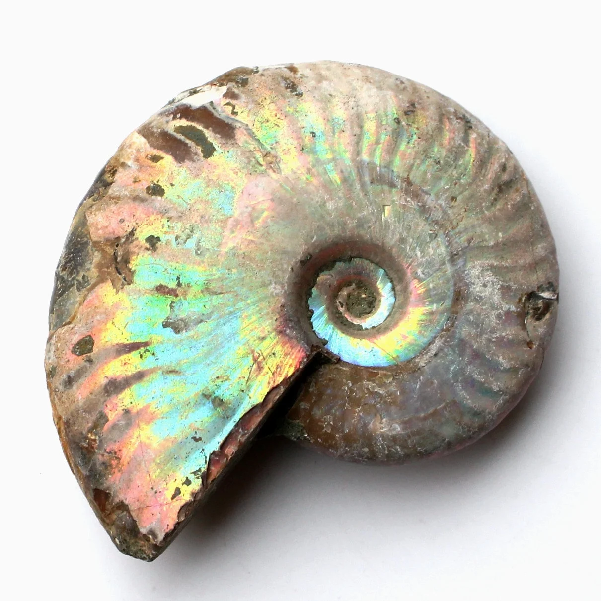 1 шт Immemorial аммония Fossil Shell Красочные shell коллекция минеральных образцов|Камни| |